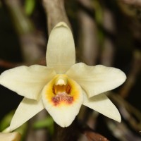 Dendrobium heterocarpum Wall. ex Lindl.